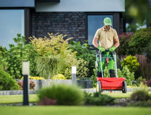 The Benefits of Hiring a Professional Lawn Renovation Service: Quality Results Guaranteed