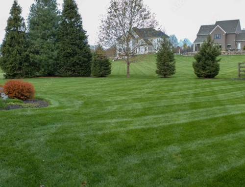 Discovering the Benefits of Lawn Fertilizer Services