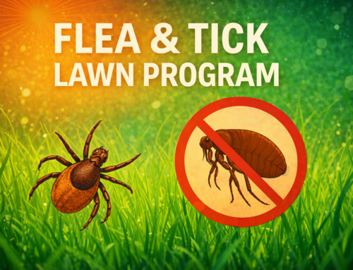 Professional Lawn Care Programs for Healthier Grass, Trees, and Soil